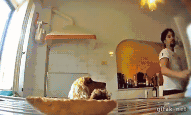 목욕시키던 주인이 잠시 자리를 비웠을 때 .GIF | 인스티즈