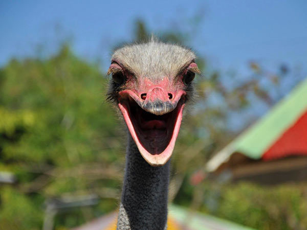 맛있어보이는 타조알 요리들 | 인스티즈