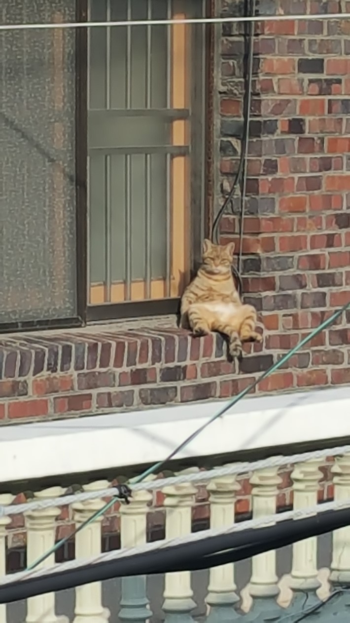 흔한 고양이 일광욕 | 인스티즈