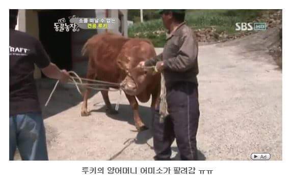 의리빼면 시체인 강아지 | 인스티즈