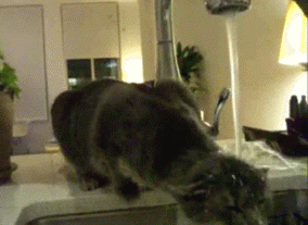 물 마시는 고양이들.gif | 인스티즈