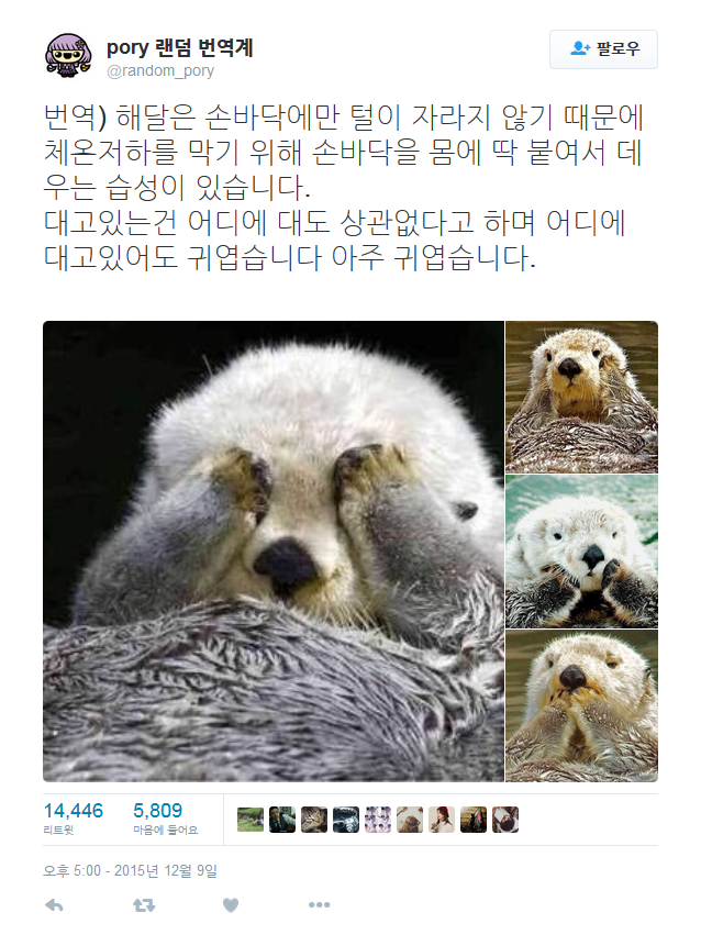 해달이 귀여운 이유.jpg | 인스티즈