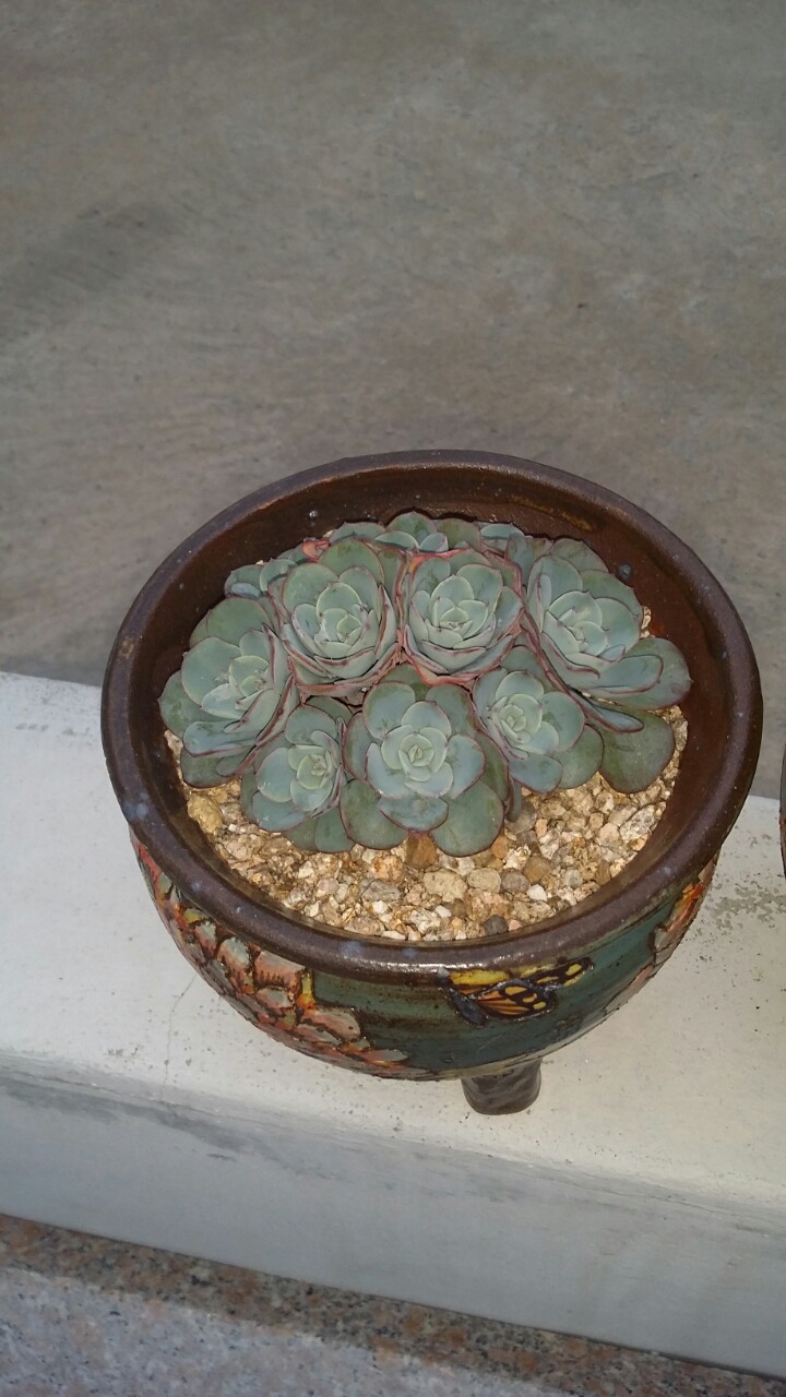 엔크로 이미지