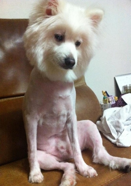 부르네 이미지