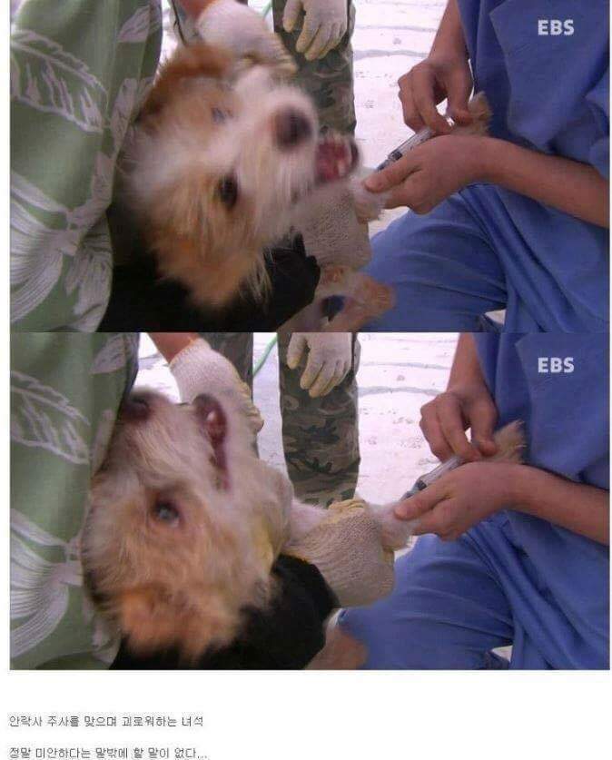 나는 아직 살수 있는데 왜 죽으라하나요 | 인스티즈