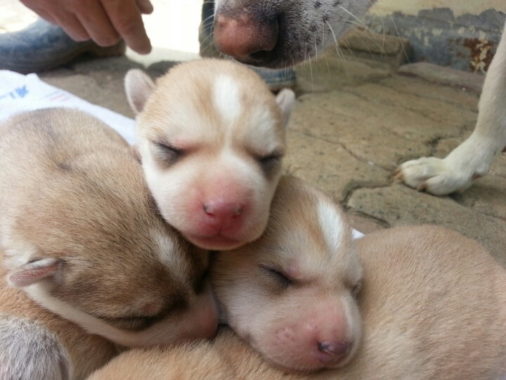진도스키 1일부터 8개월 까지 성장과정 심쿵사백프로 도전! | 인스티즈