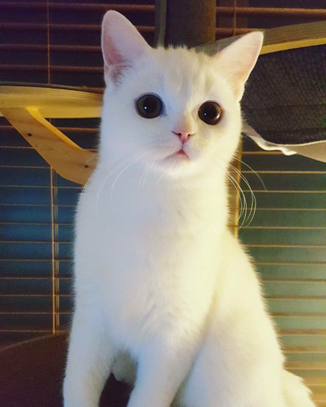 인기스타냥이 미유!!! | 인스티즈