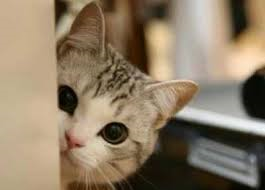 심쿵사 할 준비가 된 자만 들어오라(feat.고양이) | 인스티즈