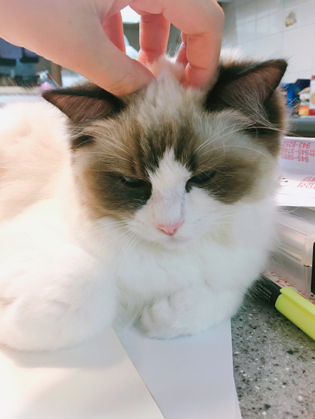 고양이 부위별 스킨쉽 표정변화 | 인스티즈
