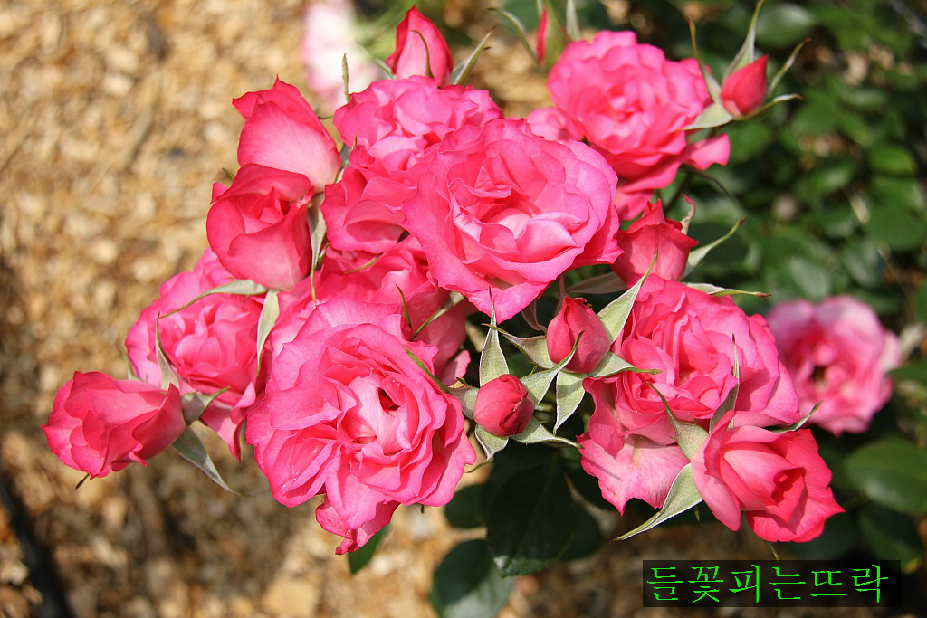 서울랜드장 이미지