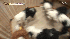 누가 봐도 사자임 아무튼 사자임.gif | 인스티즈