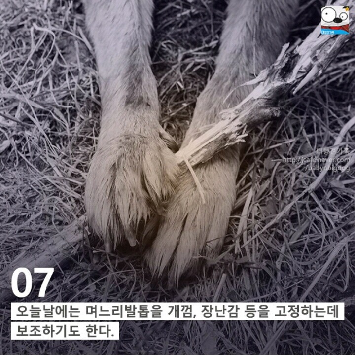 강아지의 발에 숨어있는 11가지 비밀 | 인스티즈