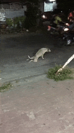 하반신 마비가 된 개가 차로에서 그만....gif | 인스티즈