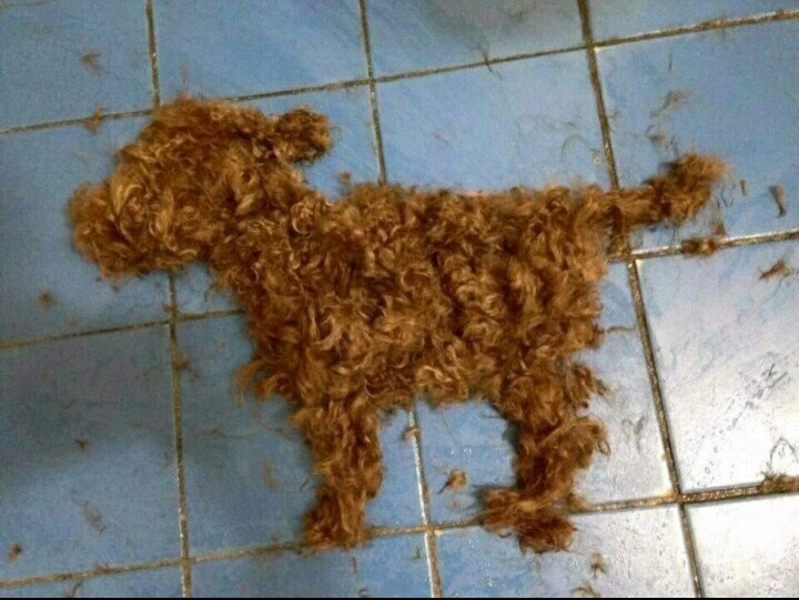 털 깍고 자기털이 무서워서 못 내려옴 | 인스티즈