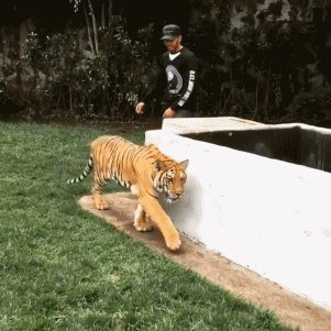 호랑이를 뒤에서 건드리면.gif | 인스티즈