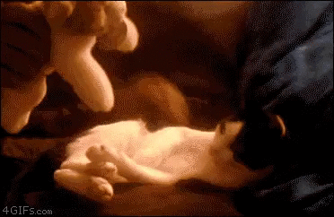 인형을 받은 고양이.gif | 인스티즈