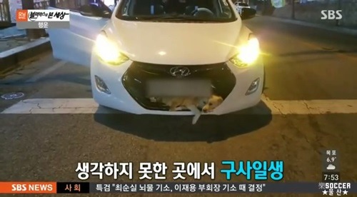 차에 치인 강아지.jpgif (훈훈주의) | 인스티즈