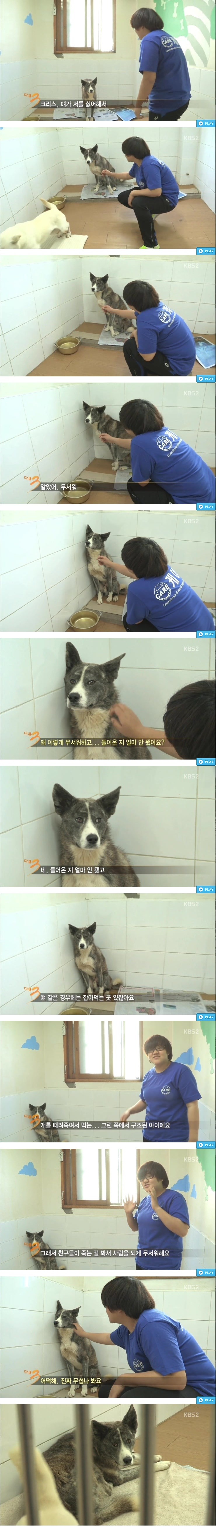 사람을 무서워하는 개.jpg | 인스티즈