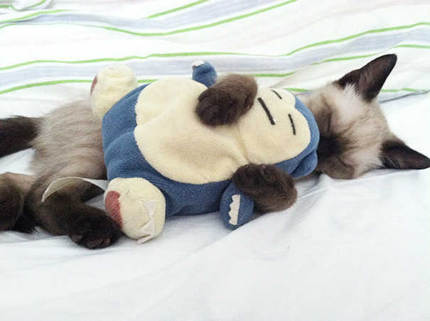 잠자는 고양이 | 인스티즈