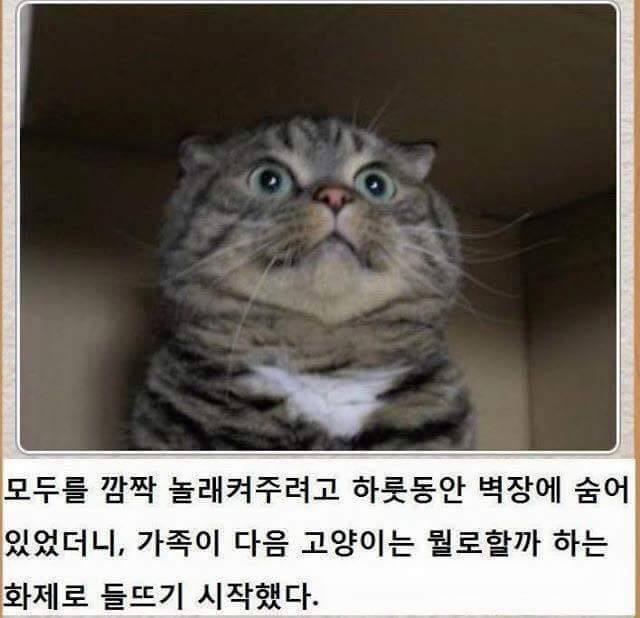 냥냥이 시리즈.jpg | 인스티즈