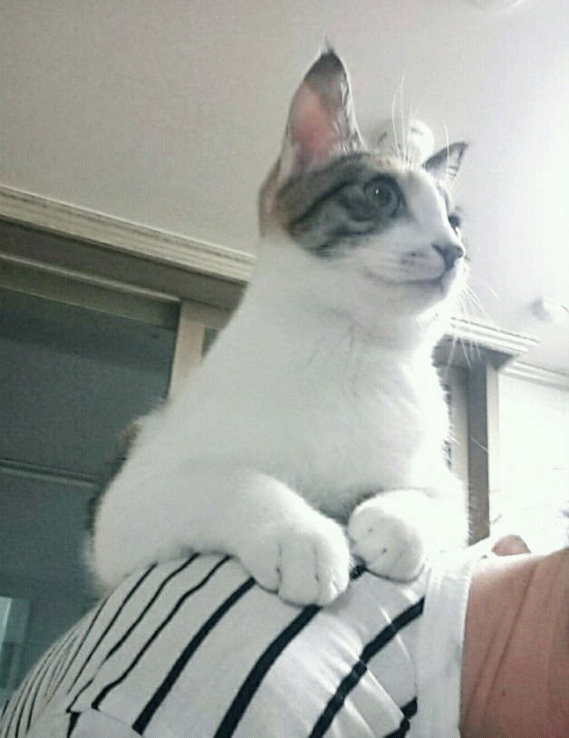 잠옷 속으로 파고드는 고양이 + 어깨냥 | 인스티즈
