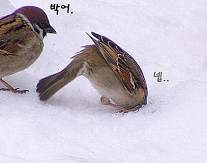 손블리 이미지