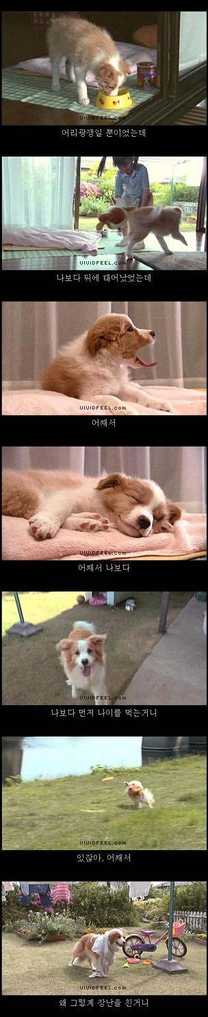 [눈물주의슬픔주의] 강아지의 일생 | 인스티즈