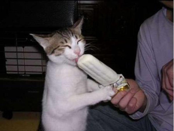 밥먹는 고양이.jpg | 인스티즈
