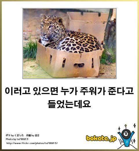 고양이 제목 학원 | 인스티즈