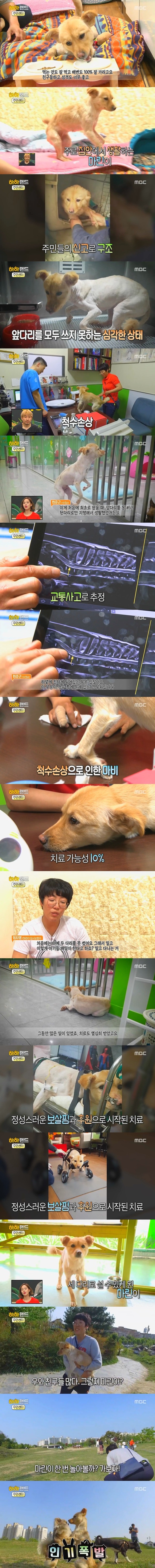[사진/움짤多] 저는 유기견 마린이입니다. 제 가족이 되어주실 분 없나요? | 인스티즈
