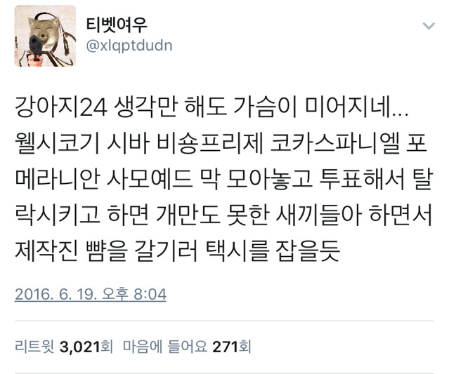 강아지 24 | 인스티즈