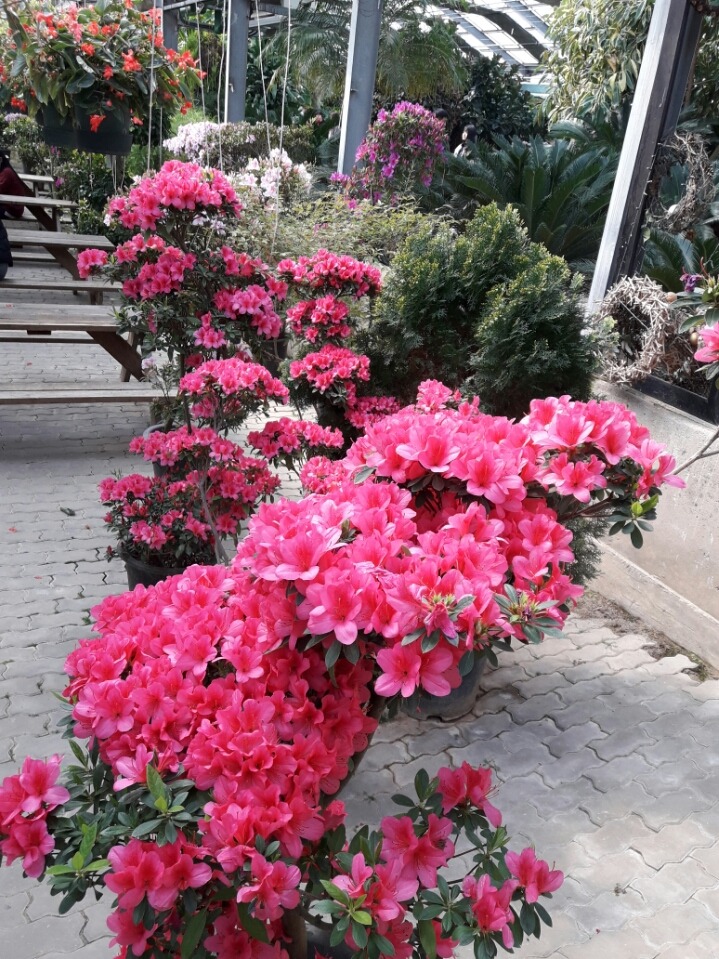 황금새우 이미지