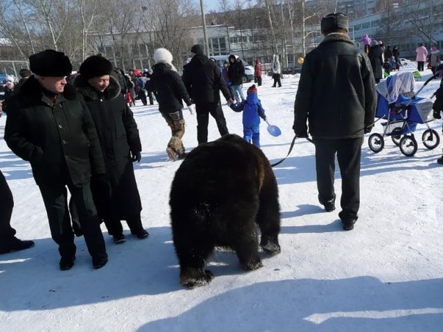 불곰국의 흔한 애완동물.JPG | 인스티즈