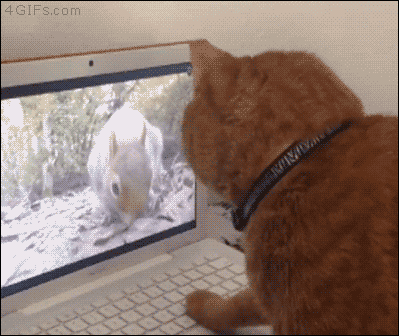 심쿵하게 만드는 동물짤들.gif (데이터주의) | 인스티즈