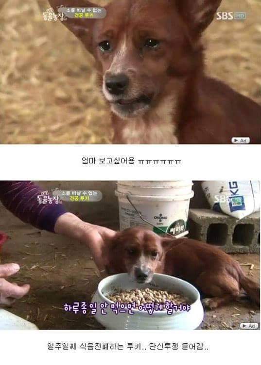 어미 소를 사랑하는 강아지 | 인스티즈