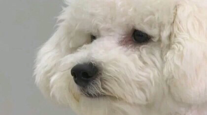 인지망 이미지