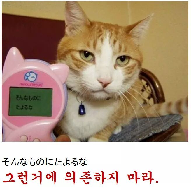 고양이 제목 학원 | 인스티즈