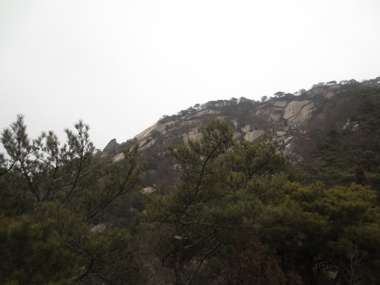 호산삼 이미지