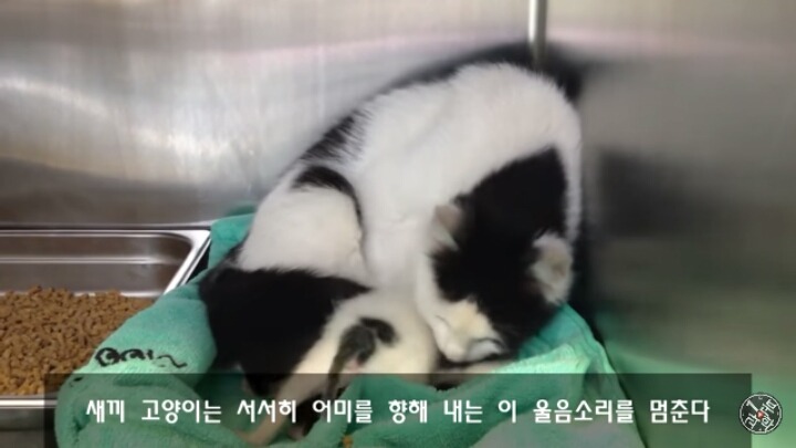 고양이가 "야옹~"하고 우는 이유는?? | 인스티즈