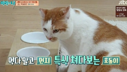 [마리와나] 뚱보냥 호동이 다이어트 시키기 (feat.먼지) | 인스티즈