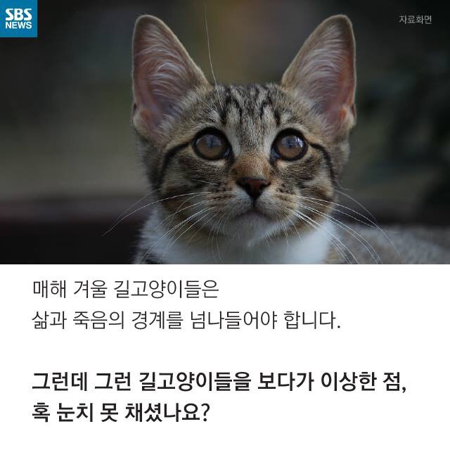 길고양이가 뚱뚱한 이유 | 인스티즈