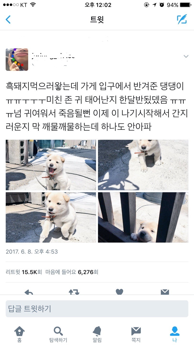 흑돼지 먹으러 가서 만난 멍멍이 | 인스티즈