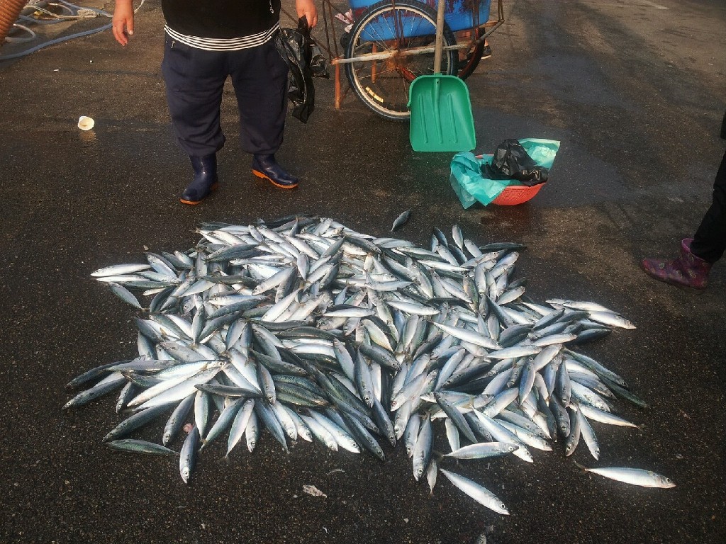 정치망민박 이미지