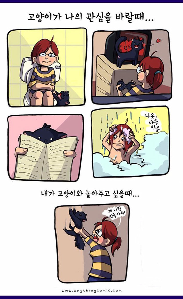 고양이 짤 | 인스티즈