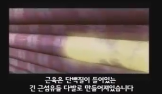 근육이 자라는 과정 | 인스티즈