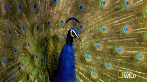 짝짓기를 하기위해 암컷에게 구애하는 수컷들 | 인스티즈