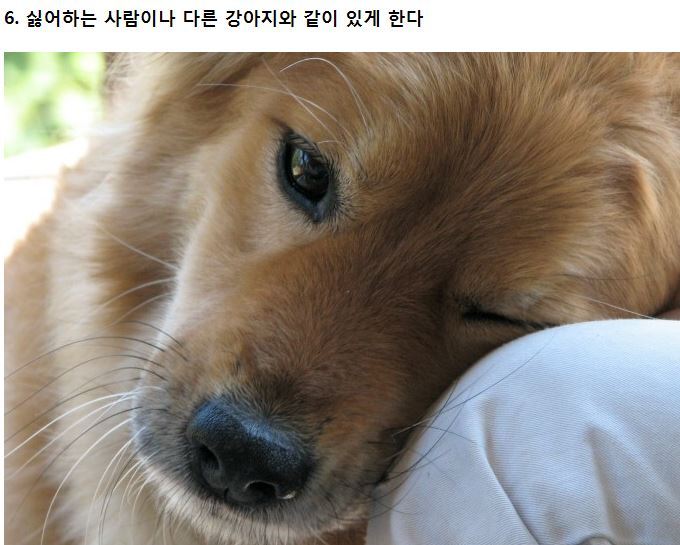 강아지가 싫어하는 8가지 행동.jpg | 인스티즈