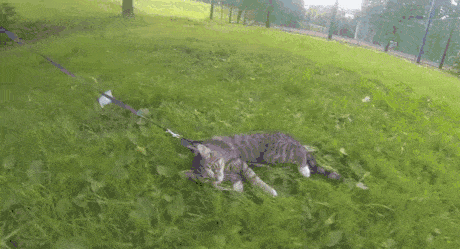 고양이와 함께하는 즐거운 산책.gif | 인스티즈