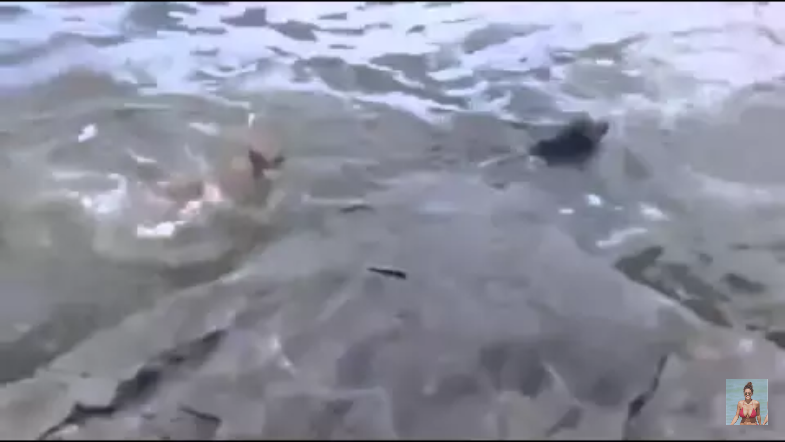 물에빠진 주인 구하는 개 | 인스티즈