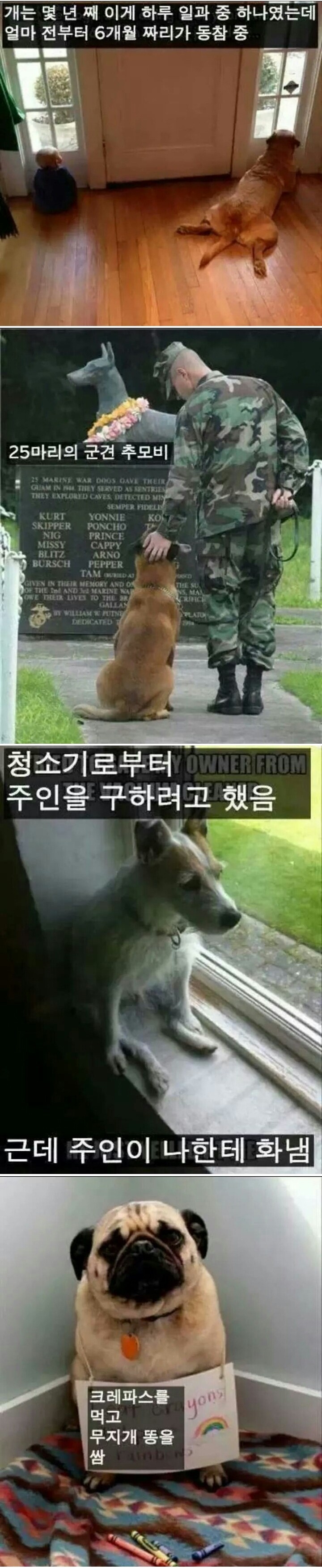 개 키우는 묘미 | 인스티즈